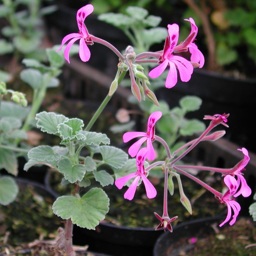 -Pelargonium-Sidoides